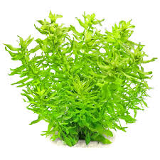 Image result for Limnophila crassifolia