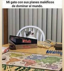 Amas A Los Michis Tienes Que Ver Estos Memes De Gatos Film Daily Los gatitos pueden morir en el utero debido a una infeccion, a un defecto congenito o a desnutricion de la madre. amas a los michis tienes que ver estos
