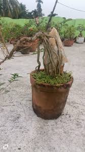 Image result for Premna mooiensis