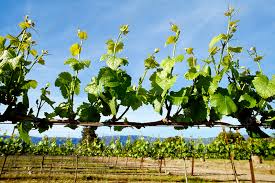 Image result for Vitis sp.