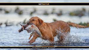 Und ich meine nicht auf den hund gekommen sondern der hundeflüsterer. Labrador Retriever Danmarks Jagthund Nummer 1 Netnatur