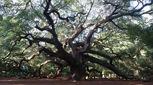 This magnificent, broadleaf evergreen tree will be a picturesque addition to your landscape. Angel Oak Charleston Sc Official Website
