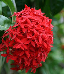 Check spelling or type a new query. Dominican Republic Flowers Dominican Republic Flowers Flores Vermelhas Flor De Jardinagem Flores