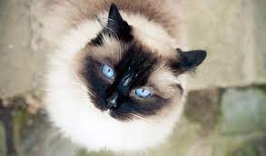 Ragdoll Cat Breed Information