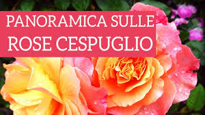 Fiori e bacche di natale piante da fiore e bacche per abbellire la casa durante le feste natalizie o da regalare come segno di augurio di buon auspicio foto. Introduzione Alle Rose Vendita Piante Online