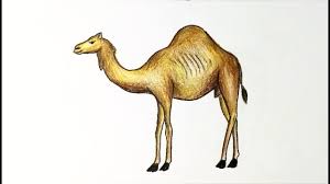Today's character for the nativity is mary. How To Draw A Camel Step By Step With Color Easy Drawing Youtube