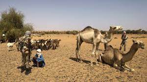 You will find conversations on vocabulary, grammar, phrases, idioms, and anything else i don't watch porn, but i think the mild submission that is expressed by calling your partner daddy in english would be expressed in french not by a pet. Camels Never Forget Saudi Man Reunites With Former Companion Al Arabiya English