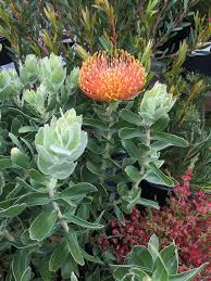 Image result for Leucospermum