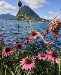 Ponturi pariuri pentru meciul italia — elvetia. Lugano ElveÈ›ia Places To Visit Natural Landmarks Landmarks
