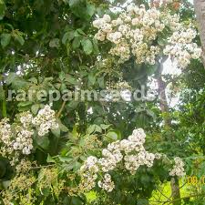 Image result for Cordia pilosissima
