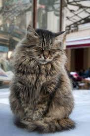 Pin By Radu Alina On Cats In 2020 Pisici Amuzante Pisici Animale Amuzante