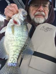 Catfish Catfishing Pictures Photos