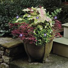 Echeveria mix pot full of plants rare succulent plant ariocarpus crassula o. Designing Containers For Shade Finegardening