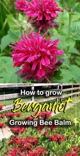 How To Grow Bergamot Growing Bee Balm Bergamot In A Pot Bee Balm Plant Bergamot Plant Bee Garden
