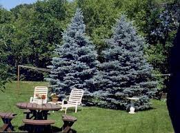 The blue spruce (picea pungens), also commonly known as green spruce, white spruce, colorado spruce, or colorado blue spruce, is a species of spruce tree. Spruce Baby Blue Eyes Dwarf Blue Spruce Blue Spruce Tree Front House Landscaping Blue Spruce