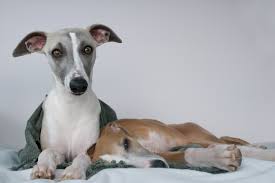 Owners may keep the dog for breeding or as pets, or they can send them to greyhound adoption groups. Best Dog Food For Greyhounds In Uk 2021 Hellobark