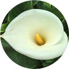 White flowers with yellow centres. 48 Types Of White Flowers Proflowers Blog