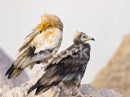 The bird of prey, also known as 'the pharaoh's chicken' because of. Egyptian Vultures Stock Photos Freeimages Com