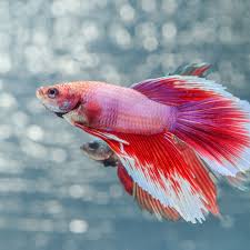 Find Out How Long Betta Fish Live