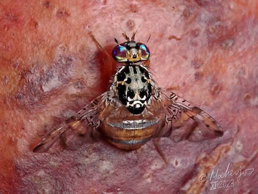 How to Get Rid of Fruit Flies in House?