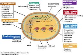 Classes Of Antibiotics Antibacterial Agents And Their Modes Of Action Download Scientific Diagram