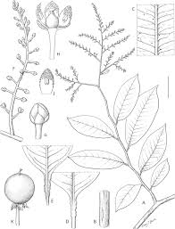 Image result for Embelia ruminata