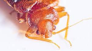 Prescreened bug & insect control services in indianapolis, in. Bed Bug Exterminator Indianapolis The Bed Bug Co