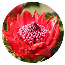 Image result for Telopea