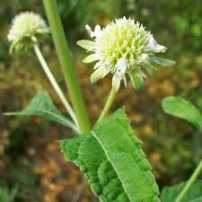 Image result for Hyptis