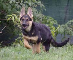 We have raised collies for the past eight years. German Shepherd Puppies Mn Craigslist Pets Lovers