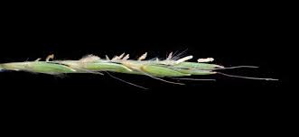 Image result for Cymbopogon pospischilii