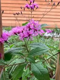 Image result for Vernonia natalensis