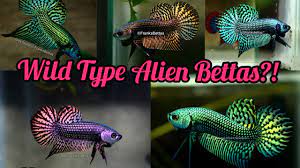 Does anyone have any experience with alien betta? The Most Beautiful Wild Alien Bettas Wild Type Captive Bred Bloodlines From Franksbettas Youtube