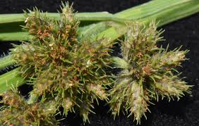 Image result for Fuirena zambesiaca