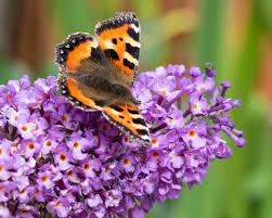 Growing A Buddleia Butterfly Bush As A Tree Thriftyfun