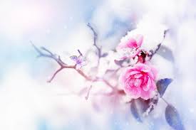 Sign up for free today! 8 Of The Best Winter Flowering Plants Home Stratosphere