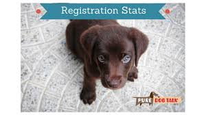 Contact your kennel club to get a pedigree certificate. Mark Dunn Akc Registration Trend Reversal Pure Dog Talk