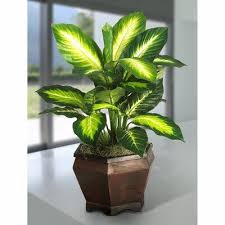 Bay Isle Home 20 5 Artificial Silk Golden Dieffenbachia Desk Top Foliage Plant In Planter Wayfair In 2020 Potted Plants Outdoor Plants Foliage Plants