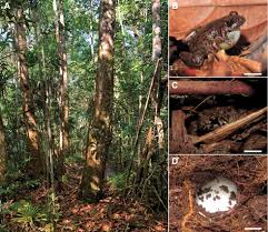 Image result for Austrosynotis rectirama