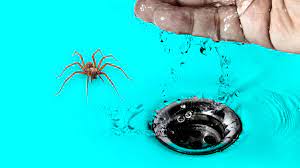 Note that some animals that live in the water, like dolphins and whales are not fish, but mammals. What Happens To Spiders When You Wash Them Down The Drain Dollar Shave Club Original Content