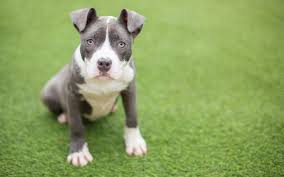 We did not find results for: Pet Facilities That Can Benefit From Artificial Turf Companies Near Me