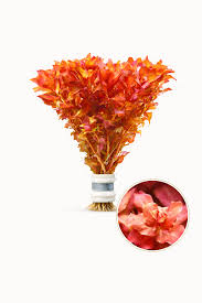 Image result for Rotala myriophylloides