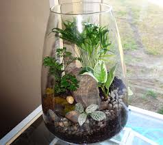 Terrarium With Neanthe Bella Palm Ficus And Aralia Parsley Terrarium Indoor Plants Ficus