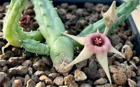 Image result for Huernia procumbens