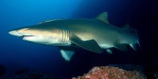 sizing up australias eastern grey nurse shark population