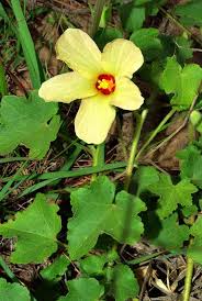 Image result for Hibiscus engleri