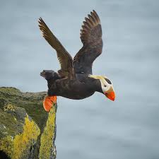 Birds That Look Like Penguins But Fly A Tufted Puffin Takes Flight Leaving Its Perch On The Volcanic Cliffs Of St Paul Island Alaska Tufted Puffins Are T Interesting Animals Puffin Bird Species
