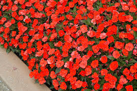 New guinea impatiens don't like sitting in water, but they wilt dramatically if allowed to dry out. Sunpatiens Compact Electric Orange New Guinea Impatiens Impatiens Sunpatiens Compact Electric Orange In Houston Texas Tx At Buchanan S Native Plants