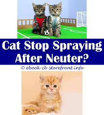 5 Amazing Tricks Can Change Your Life Do Female Cats On Heat Spray How To Get A Neutered Cat To Stop Spraying Cat Spray Talk To Your Cat When Do Female Cats Sp