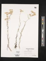 Image result for Pseudognaphalium luteo-album